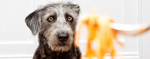 Grey dog looking at pasta