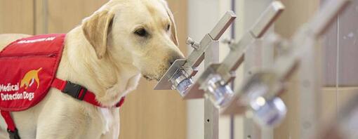 Medical Detection Dogs