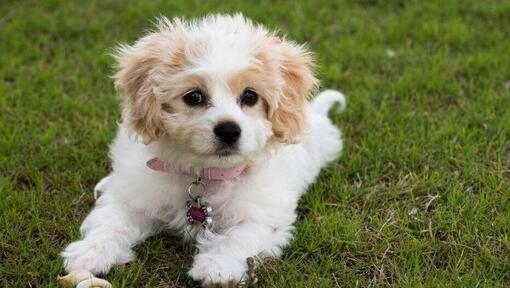 Best small deals crossbreed dogs