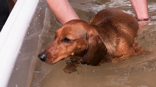 Dog water store therapy at home