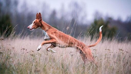 small spanish dog breeds