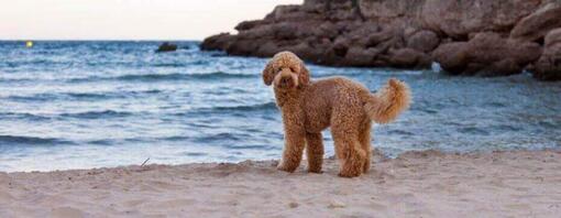 Spanish Water dog