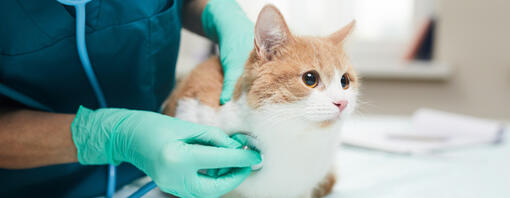 Cat being examined at the vets