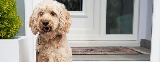 Cockapoo sitting at front door