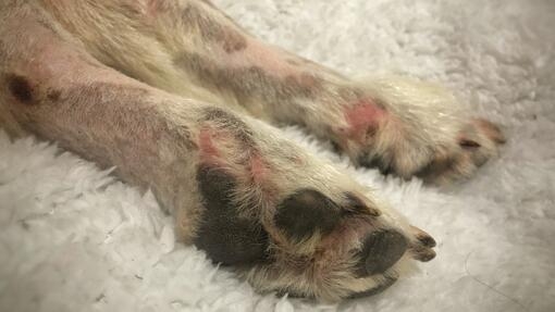 is melanoma in dogs fatal