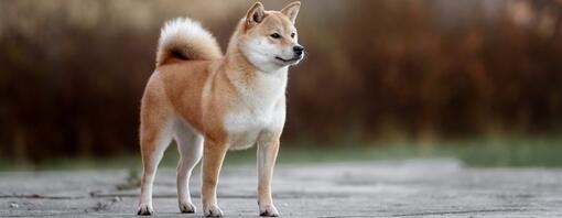 Japanese Shiba Inu walking in park