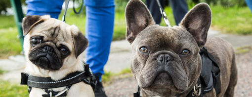 pug and french bulldog walking together