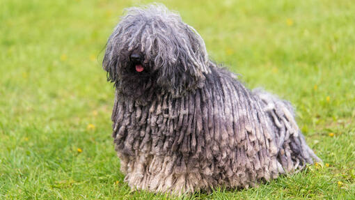 Dog with long silky hot sale hair