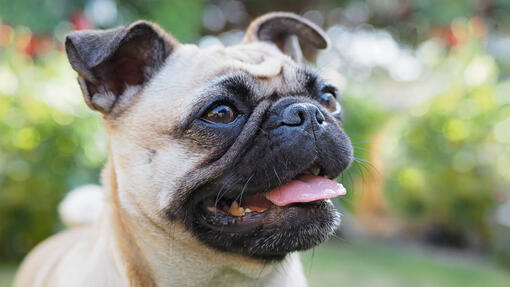 Pug best sale diseases common