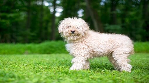 white curly haired dog breed