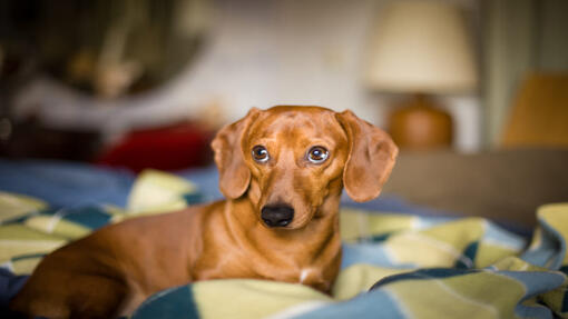 Dachshund clearance seizures remedies