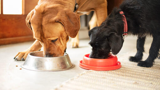 What s in Dog Food Key Ingredients Nutrients Purina