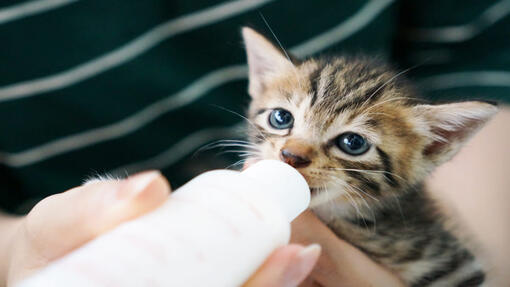 weaning kittens off bottle