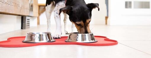 dog eating from bowl