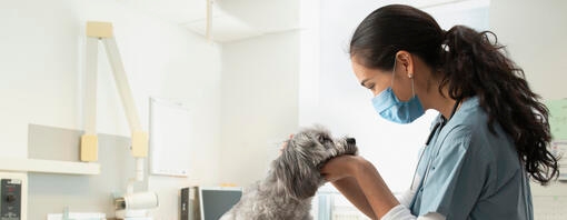 Vet inspecting a dog