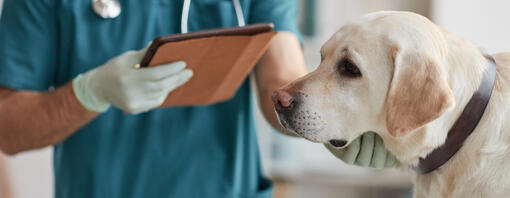 Dog standing next to vet