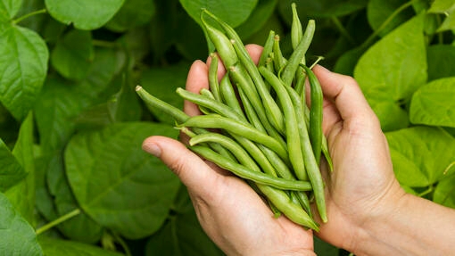 Are raw green 2025 beans good for dogs