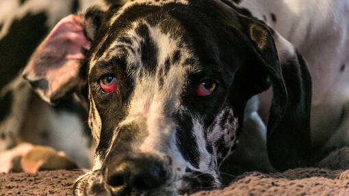 Labrador best sale eyes red