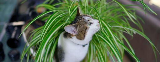 is spider plant toxic to dogs