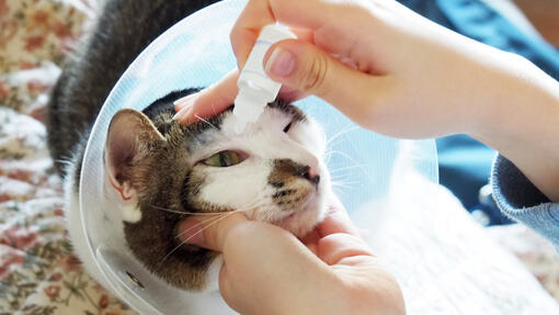 Cat watery shop eye treatment