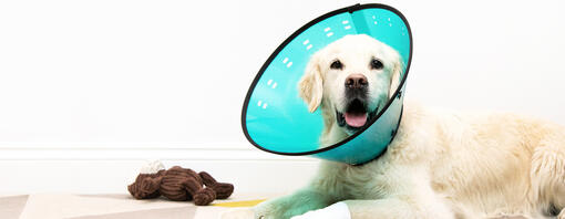 Golden Retriever wearing plastic cone