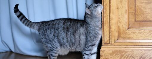 domestic cat brushing cheeck against furniture