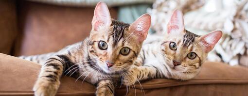 two bengal kittens lying together