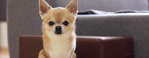 Small chihuahua sat looking towards the camera