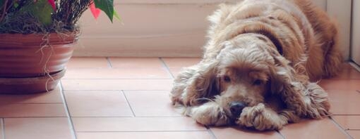 Old cocker spaniel resting on the floor next to a window