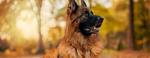 German Shepherd sitting in autumn leaves