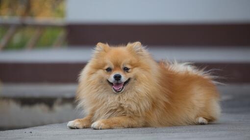 Pomeranian collapsed trachea outlet treatment