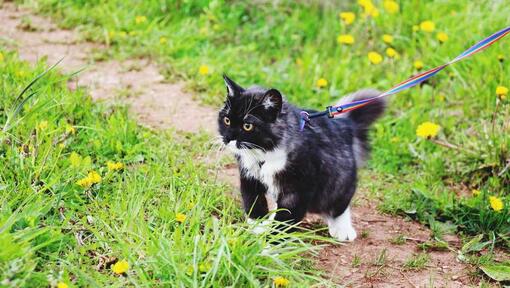 Cat on a sales lead