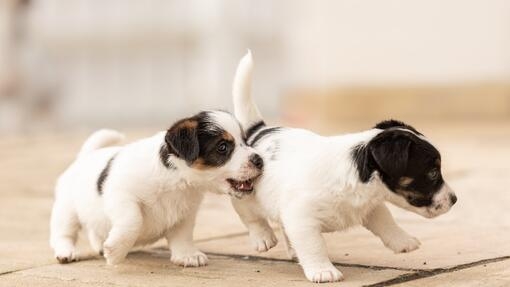 How to feed outlet 2 week old puppies