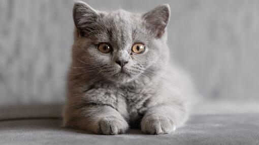11 Short-haired Cat Breeds
