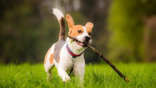 Small short haired store terrier