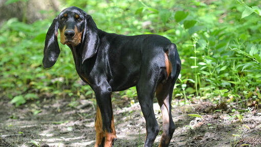 Black and Tan Coonhound Purina UK