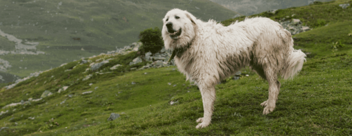 10 Mountain Dog Breeds