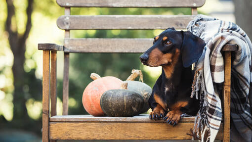 What does pumpkin outlet do for dogs