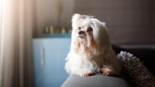 Tiny long haired store dog