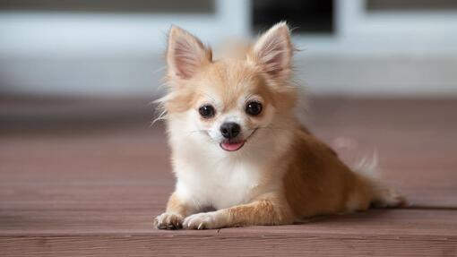 Favourite best sale dog breeds