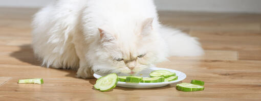 Can Cats Eat Cucumber