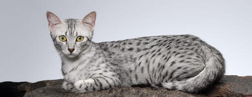 4 Egyptian Cat Breeds