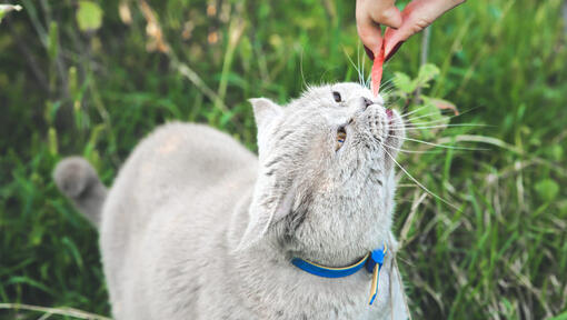 Is watermelon outlet toxic to cats