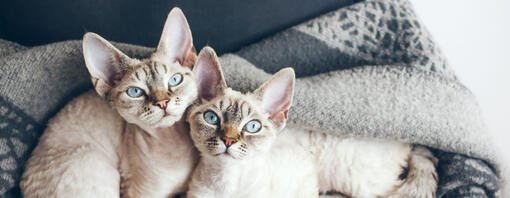 Top 9 English and British Cat Breeds