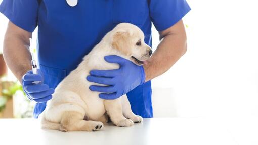 Can humans hot sale catch parvovirus