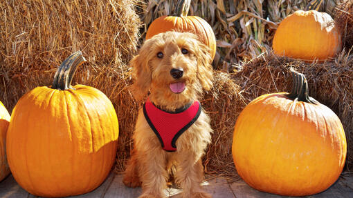 Is pumpkin toxic outlet to dogs