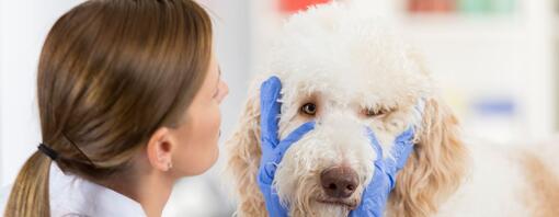 Dog Eye Infections: Symptoms and Treatments