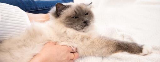 cat being checked by owner on bed