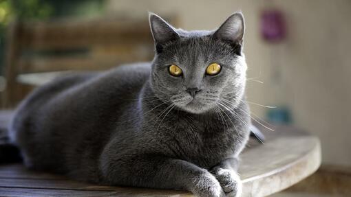 Chartreux