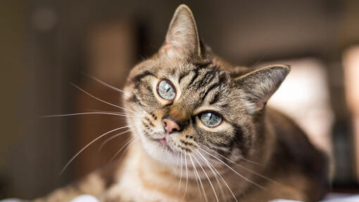 Ginger store cat lifespan